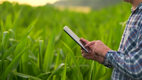 Close-Up-male-hand-touching-a-leaf.-Senior-farmer-holding-a-laptop-in-a-corn-field-taking-control-of-the-yield